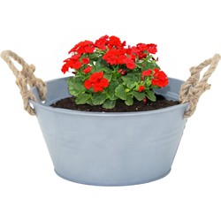 Mega Collections teil/plantenpot Old Rope - zink - zilver - D23 X H11 cm - IJzeren emmer / teil