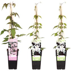 Hello Plants Clematis Montana Deal - Klimplant - 3 Stuks - Ø 15 cm - Hoogte: 65 cm