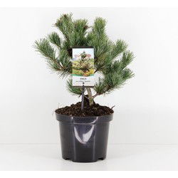 Pinus parviflora negishi 25-30 cm