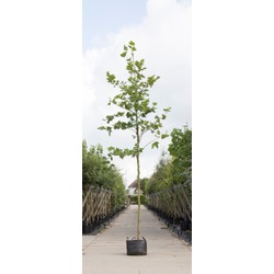 Platanenboom Platanus hispanica h 450 cm st. omtrek 16 cm