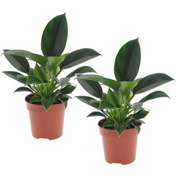 Philodendron 'Green Princess' - Set van 2 - Pot 12cm - Hoogte 20-30cm