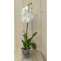 Vlinderorchidee Tak wit 60 cm