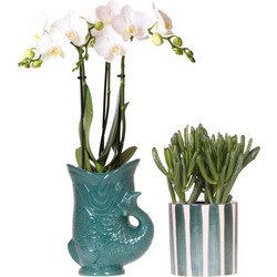 Kolibri Orchids | Set van witte orchidee Amabilis in Fish pot groen en succulent in Painted Stripe pot groen - potmaat Ø9cm | bloeiende kamerplant - vers van de kweker