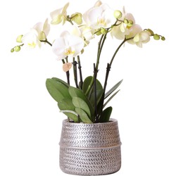 Kolibri Orchids | Witte phalaenopsis Ghent orchidee in Groove sierpot  zilver - potmaat Ø12cm | bloeiende kamerplant in bloempot - vers van de kweker