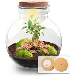 URBANJNGL - Planten terrarium • Teddy Bonsai • Ecosysteem plant • ↑ 26,5 cm