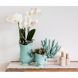 Kolibri Orchids | Planten set Fish Turquoise | Set met witte Phalaenopsis orchidee Amabilis Ø9cm en groene plant Succulent Crassula Hobbit Ø6cm | incl. turquoise keramieken sierpotten