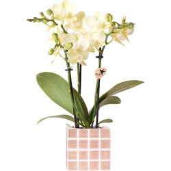Kolibri Orchids | Gele phalaenopsis orchidee Mexico + Mosa sierpot bruin - potmaat Ø9cm | bloeiende kamerplant - vers van de kweker