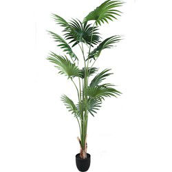 PTMD Tree Green Palm 11 Leaves In Pot