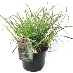 Miscanthus sinensis Red Chief - Winterhard Siergras - Pot 23cm - Hoogte 40-60cm