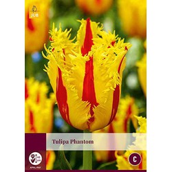 Tulipa Phantom