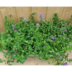 Scaevola Waaierbloem 10 stuks per tray kleur paars