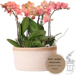 Kolibri Orchids | oranje plantenset in Cotton Basket incl. waterreservoir | drie oranje orchideeën Bolzano 9cm en drie groene planten | Jungle Bouquet oranje met zelfvoorzienend waterreservoir