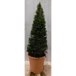 Taxus 80 cm