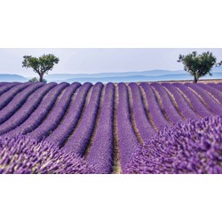 Lavendelveld 130x70cm Tuinschilderij - Customize-it