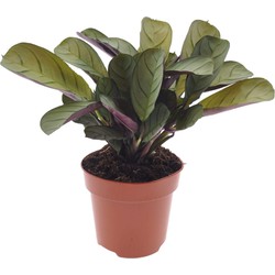 Ctenanthe Amagris - Gebedsplant - Pot 12cm - Hoogte 20-30cm