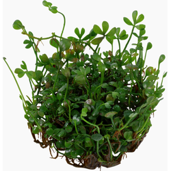 Eg marsilea crenata nr77