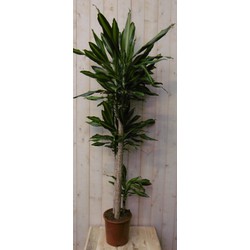 Kamerplant Drakenbloedboom Dracaena Massangeana Geel-Groen 160 cm - Warentuin Natuurlijk