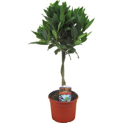 Laurus nobilis - Laurier - Pot 17cm - Hoogte 60-70cm