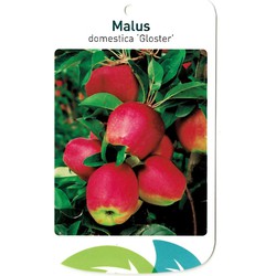 Malus Domestica Gloster - Oosterik Home