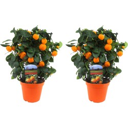 Citrus Calamondin op rek - Set van 2 - Mandarijn - Pot 14cm - Hoogte 35-40cm