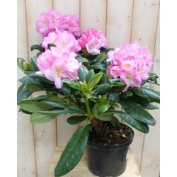 Rododendron 60 cm roze - Warentuin Natuurlijk