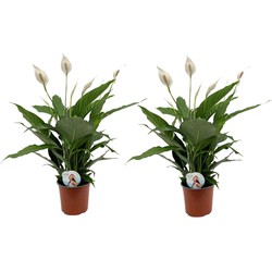 Spathiphyllum Lima - Lepelplant - Set van 2 - Pot 17cm - Hoogte 60-75cm