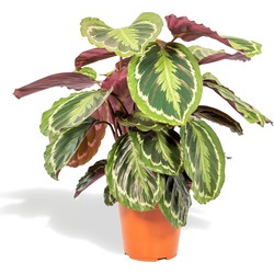 Hello Plants Calathea Medallion Pauwenplant - Ø 19 cm - Hoogte: 65-75 cm - Kamerplant