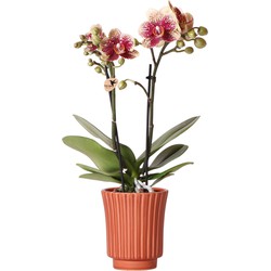 Kolibri Orchids | Geel rode phalaenopsis orchidee - Spain in Retro sierpot terracotta - potmaat Ø9cm - 40cm hoog | bloeiende kamerplant - vers van de kweker