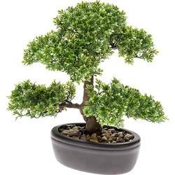 Bonsai 4