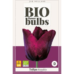 Tulipa Ronaldo - bio