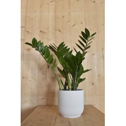 Zamioculcas in witte pot Elho