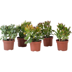 Geldboom - Mix van 5 Crassula ovata soorten - Hoogte 10-25cm - Pot 12cm