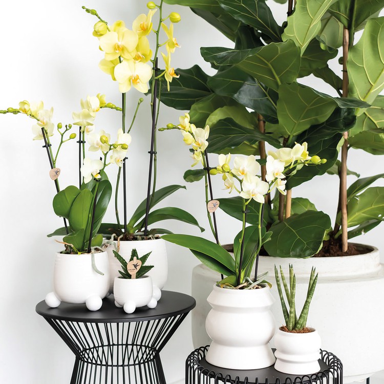 verschillende-kamerplanten-witte-bloempot