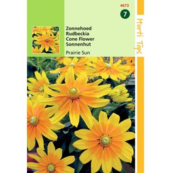 2 stuks - Saatgut Rudbeckia Sonnenblume Prairie Sun - Hortitops