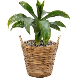 Mega Collections Planten/bloemen mand Cuba - rotan - lichtbruin - D25 x H21 cm - plantenpot voor buiten - Plantenpotten