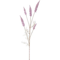 Astilbe tak pink