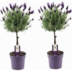 Lavandula stoechas 'Anouk' - Set van 2 - Lavendelboom - ⌀15cm - Hoogte 45-55cm