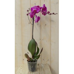 Vlinderorchidee Luxe Tak roze 80 cm - Warentuin Natuurlijk