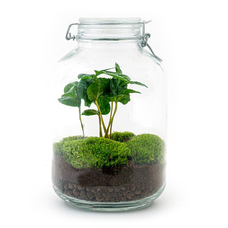 URBANJNGL - Planten terrarium • Jar Coffea Arabica • Ecosysteem met plant • ↑ 28 cm • DIY - 