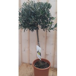 Olijfboom Olea 100 cm - Warentuin Natuurlijk