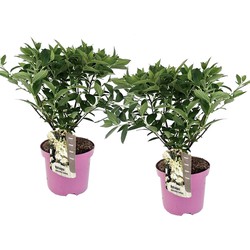 Hydrangea paniculata 'Confetti' - Set van 2 - Hortensia - ⌀19cm - Hoogte 25-40cm