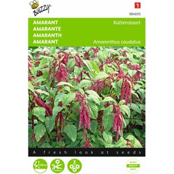 2 stuks - Amaranthus Rode Bloemtrossen