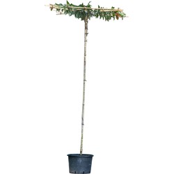 Japanse sierkers als dakboom 220 cm stamhoogte Prunus serrulata 240 cm