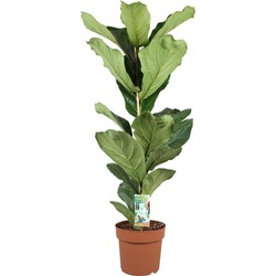 Green Bubble Ficus Lyrata  (vioolplant) - 60cm 
