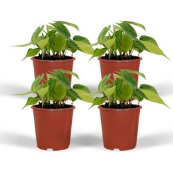 Hello Plants Philodendron Scandens Brasil Kamerplanten - 4 Stuks - Ø 12 cm - Hoogte: 15 cm