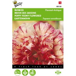 5 stuks - Papaver Flemish Antique Tuinplus