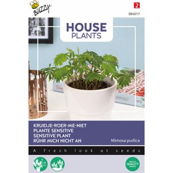 House Plants Mimosa pudica - kruidje roer me niet - Buzzy