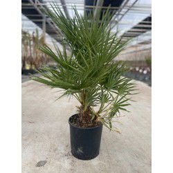 Chamaerops humilis 10 liter pot