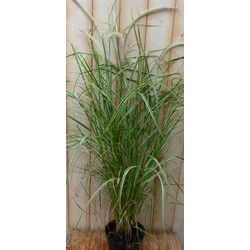 2 stuks - Groenwit gras GROOT 100 cm