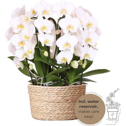 Kolibri Orchids | witte orchideeënset in Reed Basket incl. waterreservoir | drie gebogen witte orchideeën Niagara Fall 12cm | Mono Bouquet wit met zelfvoorzienend waterreservoir